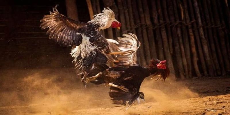 Trải nghiệm Đá Gà tại V9BET có gì nổi bật