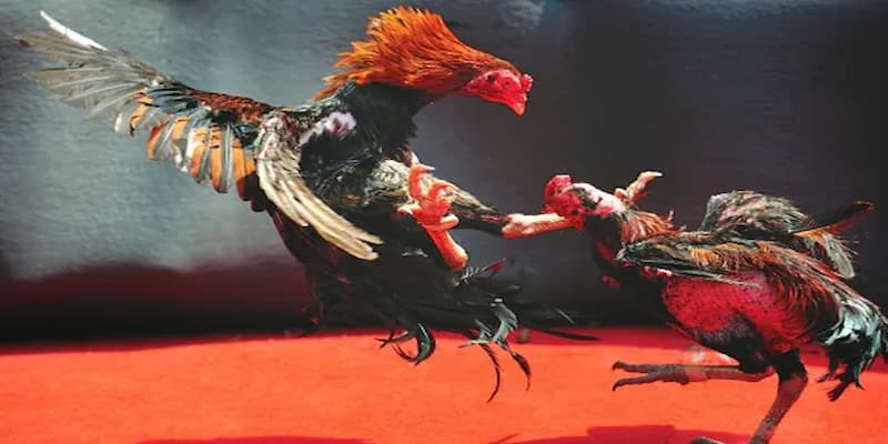 Kinh nghiệm theo dõi và tham gia trực tiếp C3 đá gà