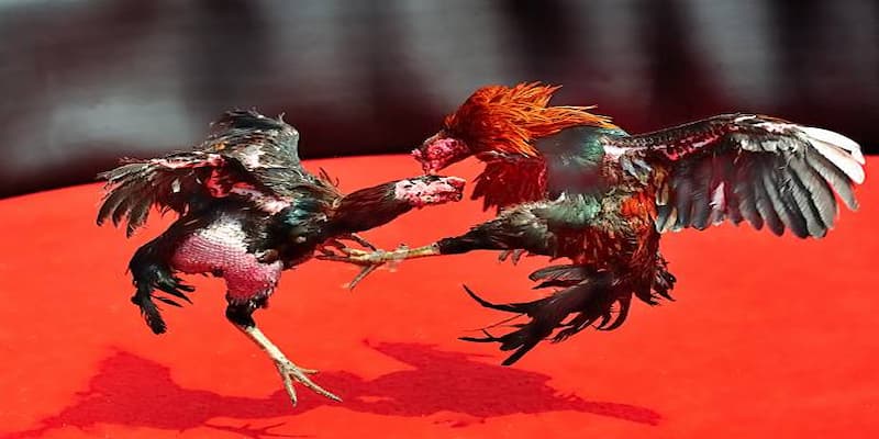Luật chơi và hình thức thi đấu trong đá gà chọi c1
